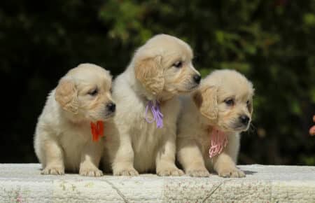 LUCY CUCCIOLI FEMMINE DI GOLDEN RETRIEVER SAN NICOLO 1914