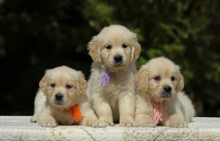 LUCY CUCCIOLI FEMMINE DI GOLDEN RETRIEVER SAN NICOLO 1916