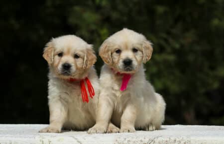 LUCY CUCCIOLI FEMMINE DI GOLDEN RETRIEVER SAN NICOLO 1919