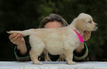 LUCY CUCCIOLI FEMMINE DI GOLDEN RETRIEVER SAN NICOLO 1926