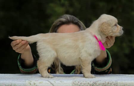 LUCY CUCCIOLI FEMMINE DI GOLDEN RETRIEVER SAN NICOLO 1927