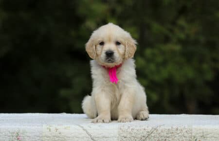 LUCY CUCCIOLI FEMMINE DI GOLDEN RETRIEVER SAN NICOLO 1931