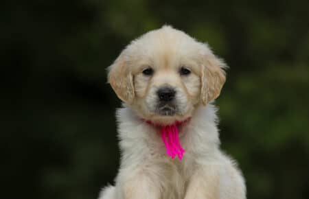 LUCY CUCCIOLI FEMMINE DI GOLDEN RETRIEVER SAN NICOLO 1933