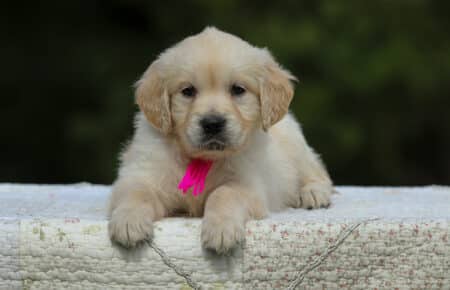 LUCY CUCCIOLI FEMMINE DI GOLDEN RETRIEVER SAN NICOLO 1935