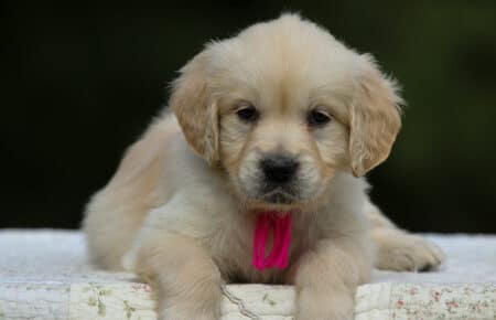 LUCY CUCCIOLI FEMMINE DI GOLDEN RETRIEVER SAN NICOLO 1940