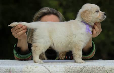 LUCY CUCCIOLI FEMMINE DI GOLDEN RETRIEVER SAN NICOLO 1943