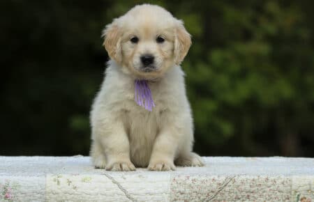 LUCY CUCCIOLI FEMMINE DI GOLDEN RETRIEVER SAN NICOLO 1950