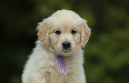 LUCY CUCCIOLI FEMMINE DI GOLDEN RETRIEVER SAN NICOLO 1952