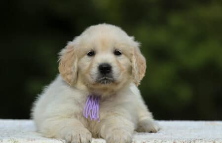 LUCY CUCCIOLI FEMMINE DI GOLDEN RETRIEVER SAN NICOLO 1956