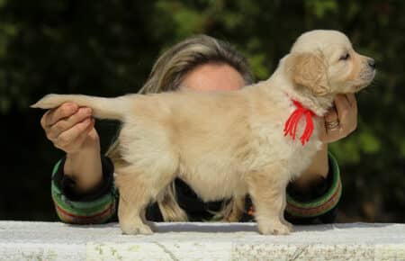 LUCY CUCCIOLI FEMMINE DI GOLDEN RETRIEVER SAN NICOLO 1960