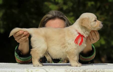 LUCY CUCCIOLI FEMMINE DI GOLDEN RETRIEVER SAN NICOLO 1963