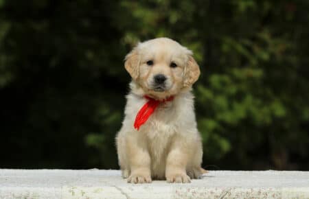 LUCY CUCCIOLI FEMMINE DI GOLDEN RETRIEVER SAN NICOLO 1965