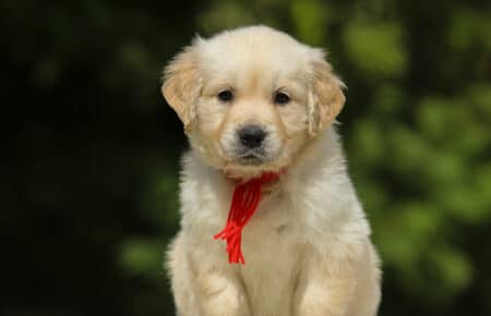 LUCY CUCCIOLI FEMMINE DI GOLDEN RETRIEVER SAN NICOLO 1969