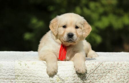 LUCY CUCCIOLI FEMMINE DI GOLDEN RETRIEVER SAN NICOLO 1972