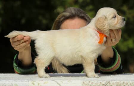 LUCY CUCCIOLI FEMMINE DI GOLDEN RETRIEVER SAN NICOLO 1978