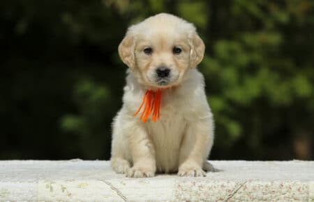 LUCY CUCCIOLI FEMMINE DI GOLDEN RETRIEVER SAN NICOLO 1984