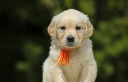 LUCY CUCCIOLI FEMMINE DI GOLDEN RETRIEVER SAN NICOLO 1987