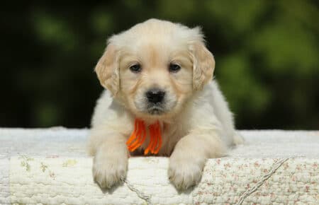 LUCY CUCCIOLI FEMMINE DI GOLDEN RETRIEVER SAN NICOLO 1990