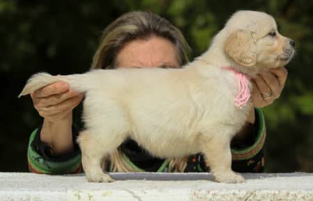 LUCY CUCCIOLI FEMMINE DI GOLDEN RETRIEVER SAN NICOLO 1997