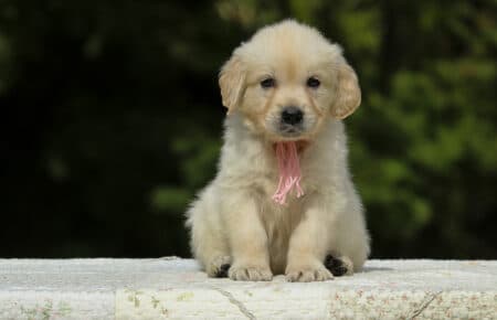 LUCY CUCCIOLI FEMMINE DI GOLDEN RETRIEVER SAN NICOLO 1999