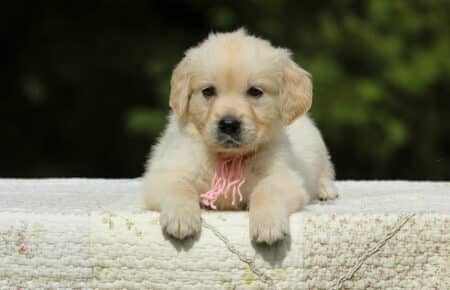 LUCY CUCCIOLI FEMMINE DI GOLDEN RETRIEVER SAN NICOLO 2005