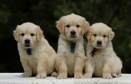 LUCY CUCCIOLI MASCHI DI GOLDEN RETRIEVER SAN NICOLO 1796