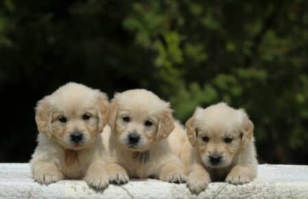 LUCY CUCCIOLI MASCHI DI GOLDEN RETRIEVER SAN NICOLO 1806