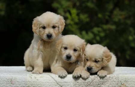 LUCY CUCCIOLI MASCHI DI GOLDEN RETRIEVER SAN NICOLO 1808