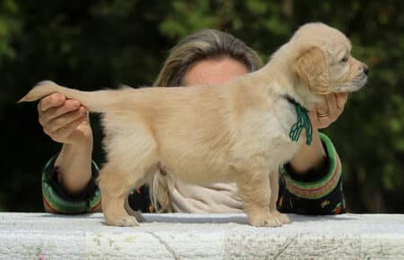 LUCY CUCCIOLI MASCHI DI GOLDEN RETRIEVER SAN NICOLO 1810