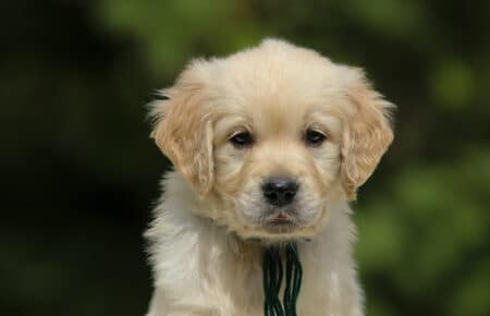 LUCY CUCCIOLI MASCHI DI GOLDEN RETRIEVER SAN NICOLO 1816