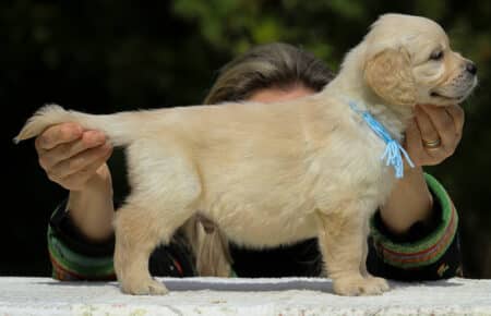 LUCY CUCCIOLI MASCHI DI GOLDEN RETRIEVER SAN NICOLO 1822