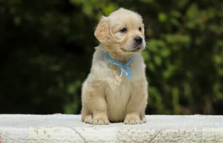 LUCY CUCCIOLI MASCHI DI GOLDEN RETRIEVER SAN NICOLO 1828