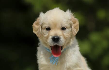 LUCY CUCCIOLI MASCHI DI GOLDEN RETRIEVER SAN NICOLO 1829