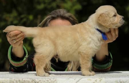 LUCY CUCCIOLI MASCHI DI GOLDEN RETRIEVER SAN NICOLO 1836