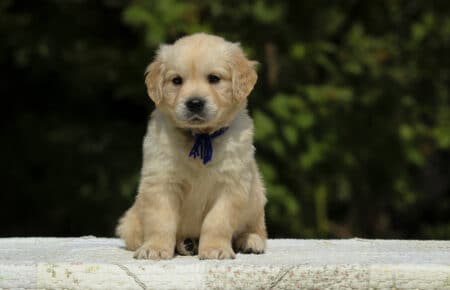 LUCY CUCCIOLI MASCHI DI GOLDEN RETRIEVER SAN NICOLO 1844