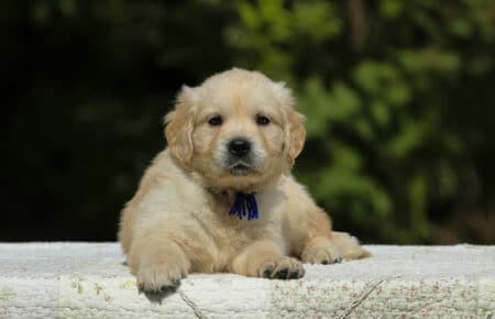 LUCY CUCCIOLI MASCHI DI GOLDEN RETRIEVER SAN NICOLO 1847