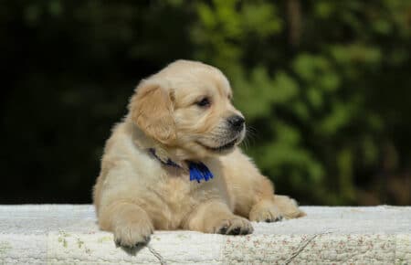 LUCY CUCCIOLI MASCHI DI GOLDEN RETRIEVER SAN NICOLO 1850