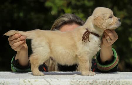 LUCY CUCCIOLI MASCHI DI GOLDEN RETRIEVER SAN NICOLO 1857