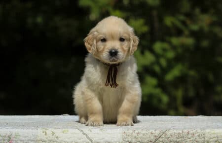 LUCY CUCCIOLI MASCHI DI GOLDEN RETRIEVER SAN NICOLO 1858