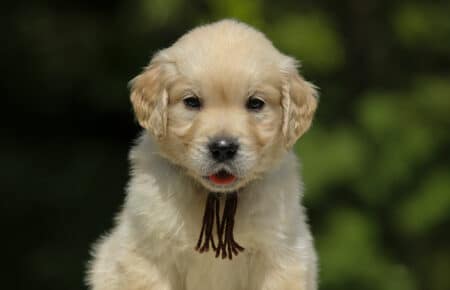 LUCY CUCCIOLI MASCHI DI GOLDEN RETRIEVER SAN NICOLO 1861