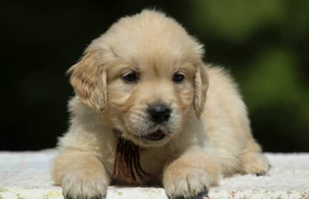 LUCY CUCCIOLI MASCHI DI GOLDEN RETRIEVER SAN NICOLO 1867