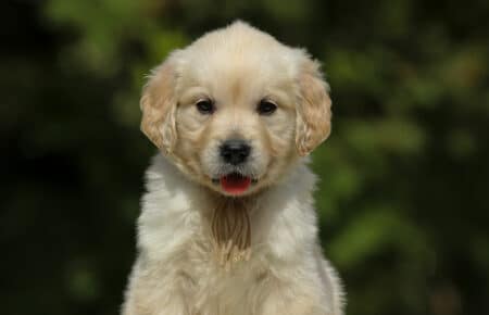 LUCY CUCCIOLI MASCHI DI GOLDEN RETRIEVER SAN NICOLO 1882