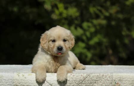 LUCY CUCCIOLI MASCHI DI GOLDEN RETRIEVER SAN NICOLO 1885