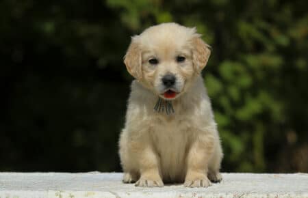 LUCY CUCCIOLI MASCHI DI GOLDEN RETRIEVER SAN NICOLO 1894