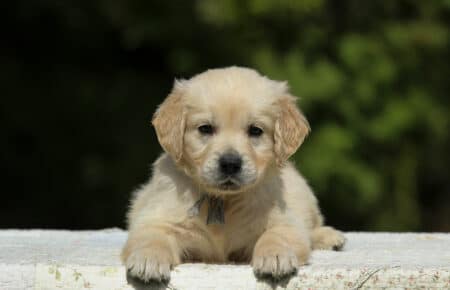 LUCY CUCCIOLI MASCHI DI GOLDEN RETRIEVER SAN NICOLO 1899