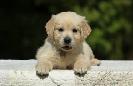 LUCY CUCCIOLI MASCHI DI GOLDEN RETRIEVER SAN NICOLO 1900