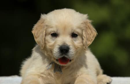 LUCY CUCCIOLI MASCHI DI GOLDEN RETRIEVER SAN NICOLO 1901