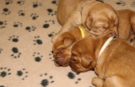 GWENDY CUCCIOLI DI LABRADOR FOXRED DI SAN NICOLO 2547