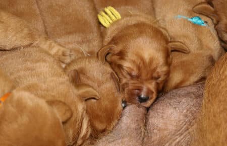GWENDY CUCCIOLI DI LABRADOR FOXRED DI SAN NICOLO 2609