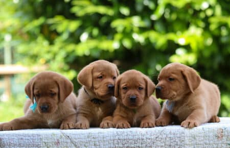 GWENDY CUCCIOLI DI LABRADOR FOXRED SAN NICOLO 3026